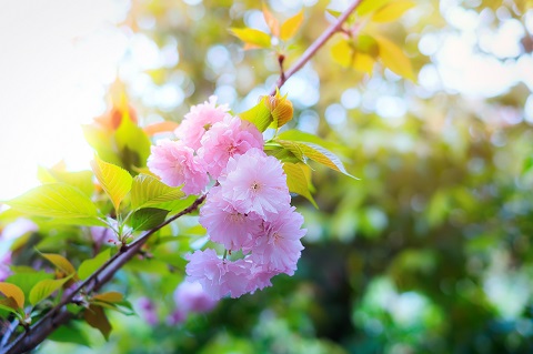 2019北京通州春季赏花路线推荐[墙根网]