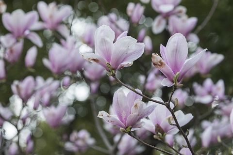 2019北京通州春季赏花路线推荐[墙根网]