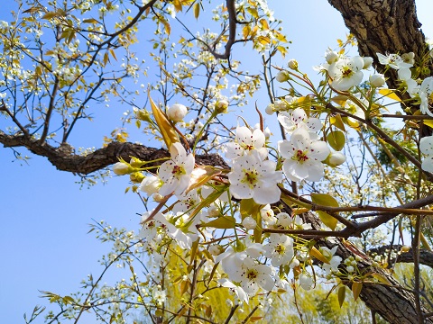 北京大兴春季去哪里赏花[墙根网]