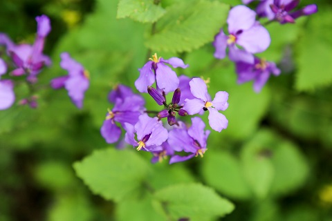 北京大兴春季去哪里赏花[墙根网]