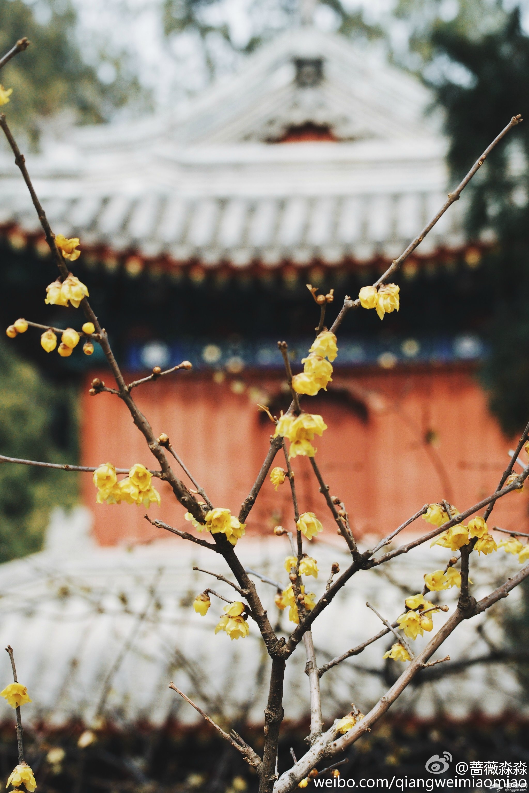 花开时节，不负京城好春光|京城赏花攻略[墙根网]