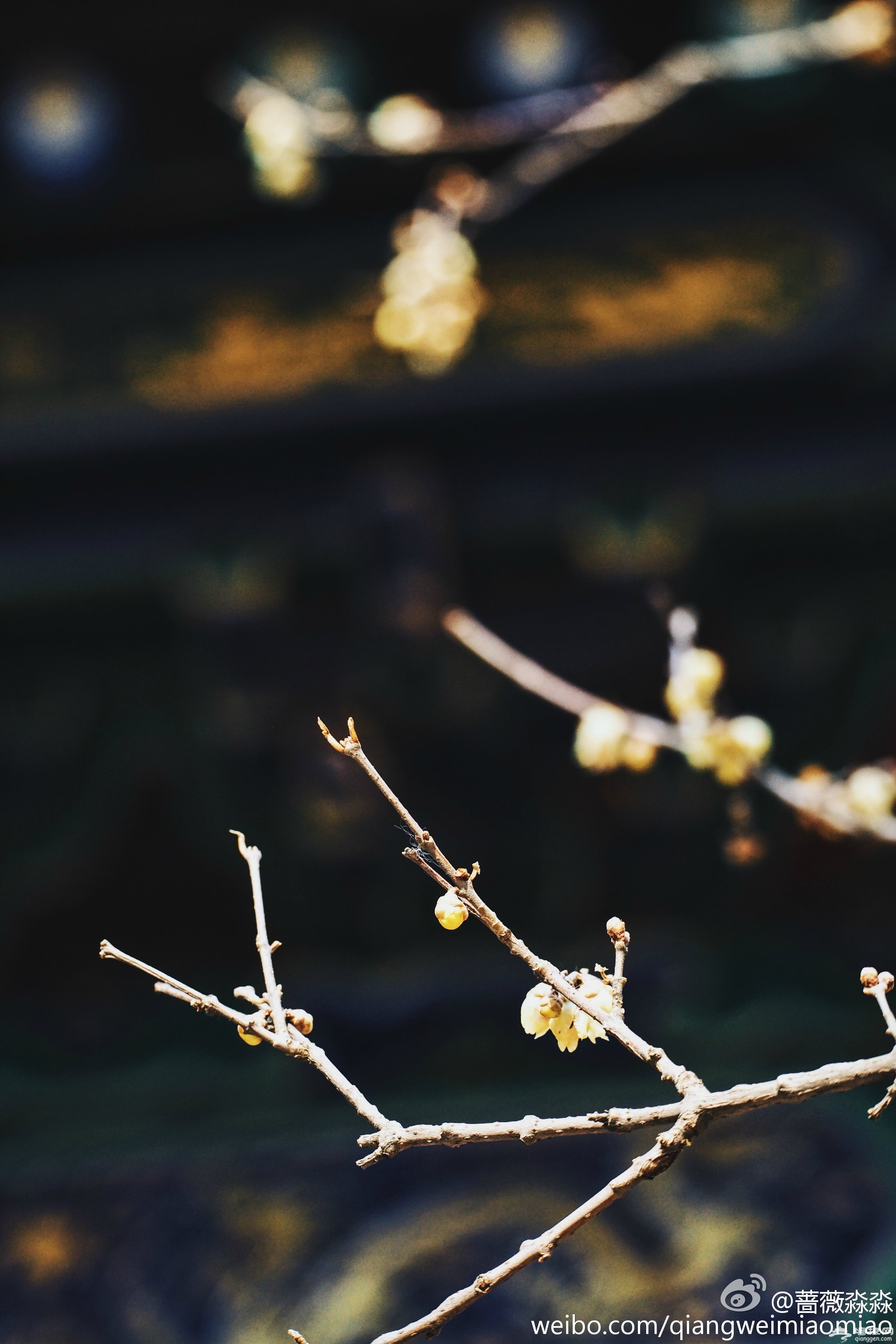 花开时节，不负京城好春光|京城赏花攻略[墙根网]