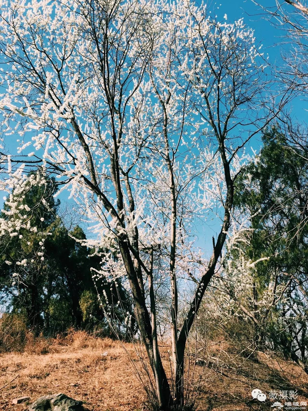 花开时节，不负京城好春光|京城赏花攻略[墙根网]