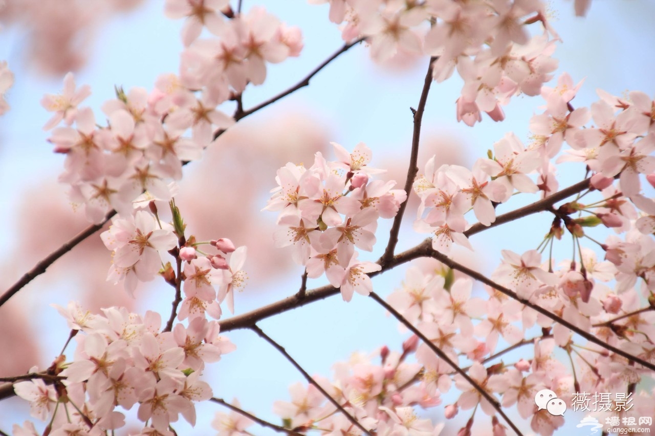 花开时节，不负京城好春光|京城赏花攻略[墙根网]