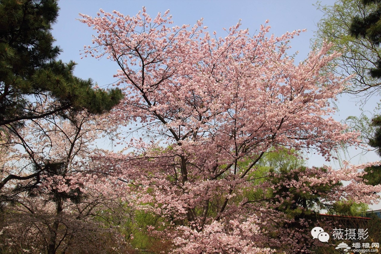 花开时节，不负京城好春光|京城赏花攻略[墙根网]