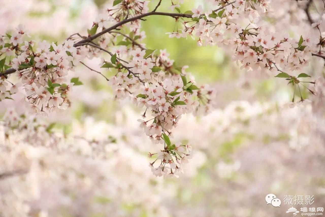 花开时节，不负京城好春光|京城赏花攻略[墙根网]