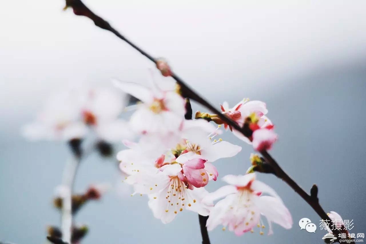 花开时节，不负京城好春光|京城赏花攻略[墙根网]