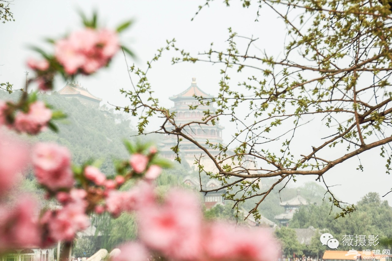 花开时节，不负京城好春光|京城赏花攻略[墙根网]