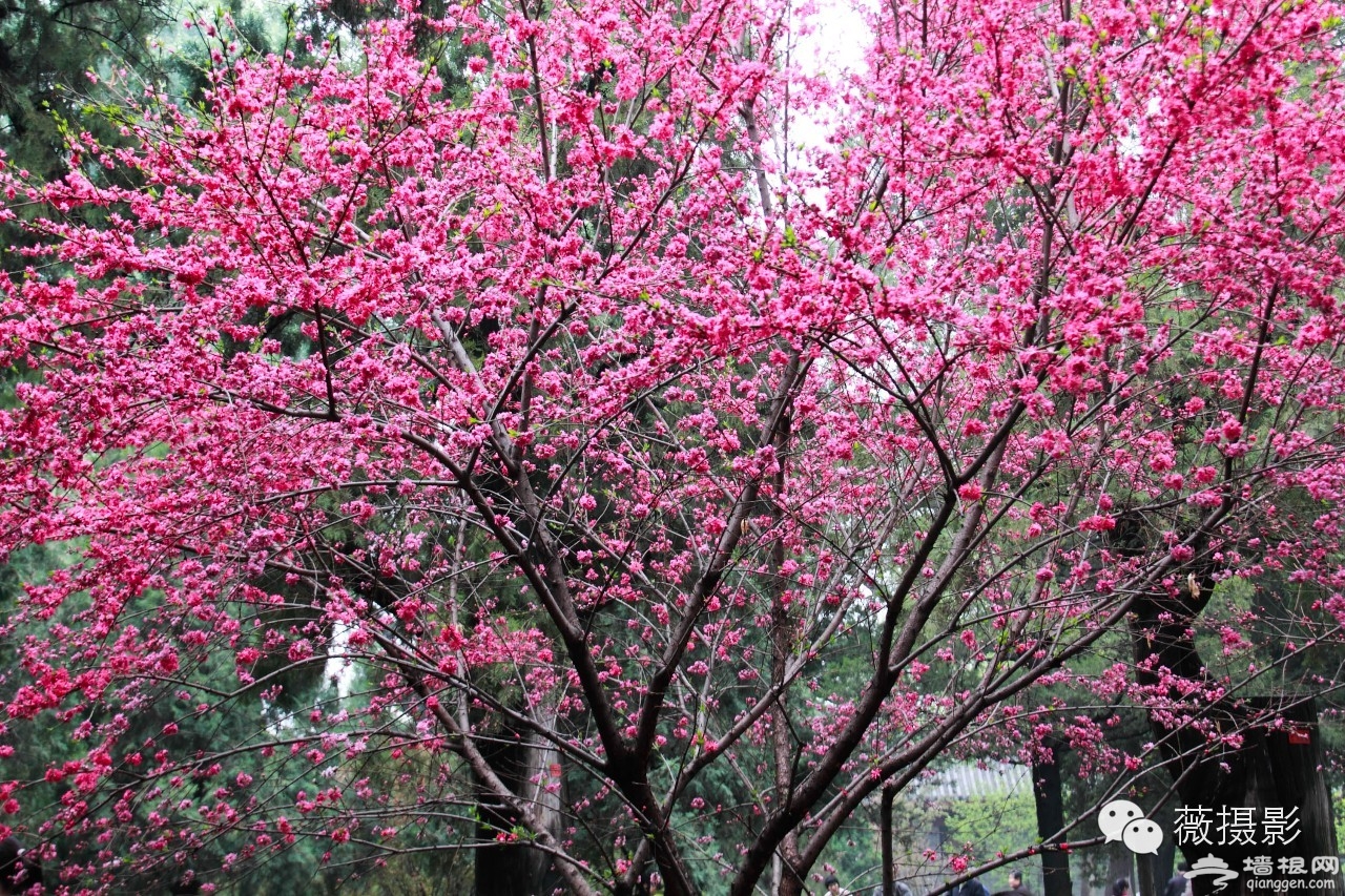 花开时节，不负京城好春光|京城赏花攻略[墙根网]