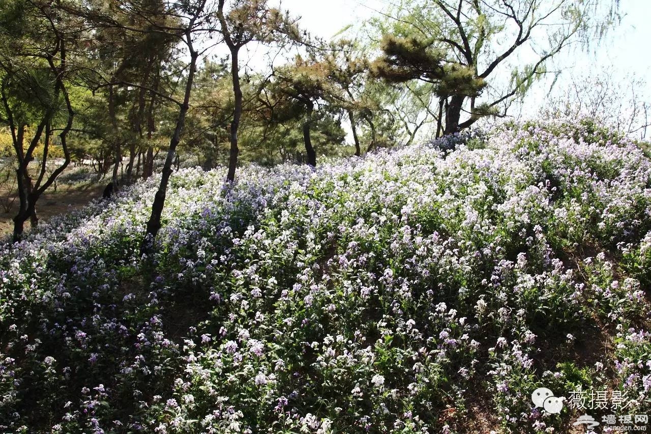 花开时节，不负京城好春光|京城赏花攻略[墙根网]