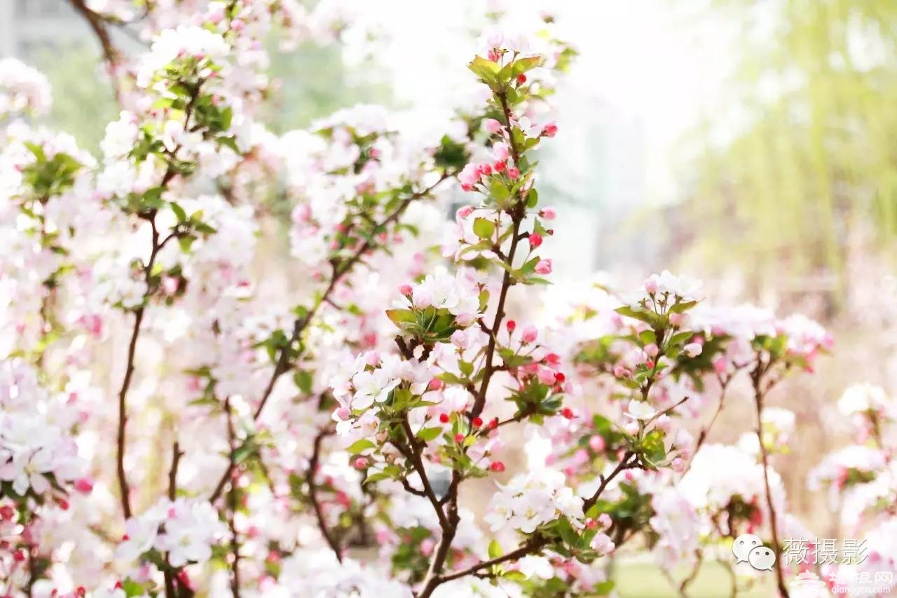 花开时节，不负京城好春光|京城赏花攻略[墙根网]