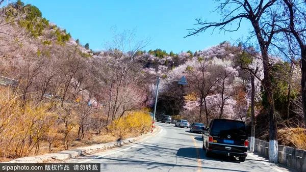 桃花娇艳，杏花如雪，北京这条梦幻公路刷屏了！[墙根网]