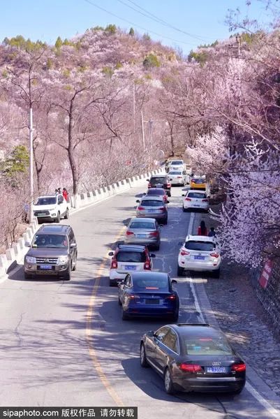 桃花娇艳，杏花如雪，北京这条梦幻公路刷屏了！[墙根网]