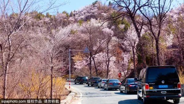 桃花娇艳，杏花如雪，北京这条梦幻公路刷屏了！[墙根网]