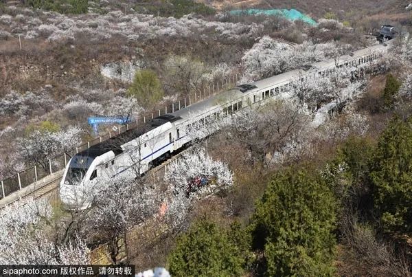 桃花娇艳，杏花如雪，北京这条梦幻公路刷屏了！[墙根网]