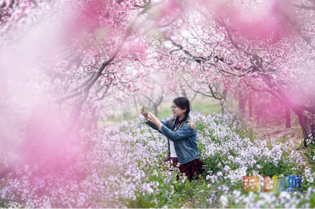 2021北京平谷第二十三届桃花节4月4日开幕：花海徜徉 乐享休闲[墙根网]