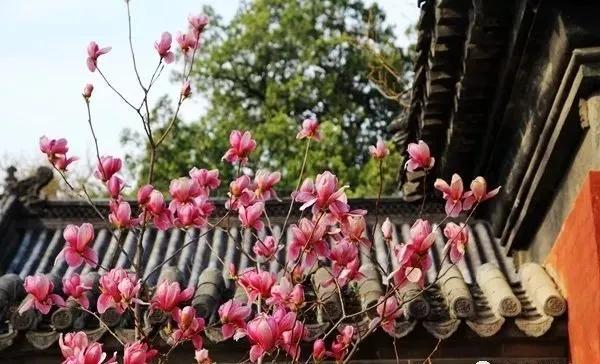 4月10日起，慕田峪长城、雁栖湖、红螺寺、青龙峡、黄花城水长城五家旅游景区恢复开放！[墙根网]