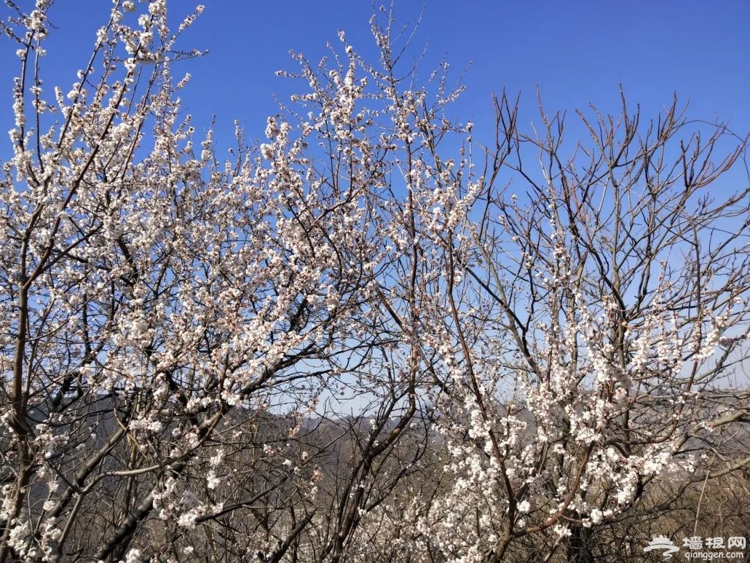 自驾京西，一眼就醉了！花海中的桃源仙境，城里人很少看到的山中美景[墙根网]