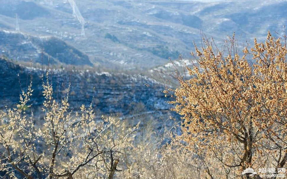 自驾京西，一眼就醉了！花海中的桃源仙境，城里人很少看到的山中美景[墙根网]