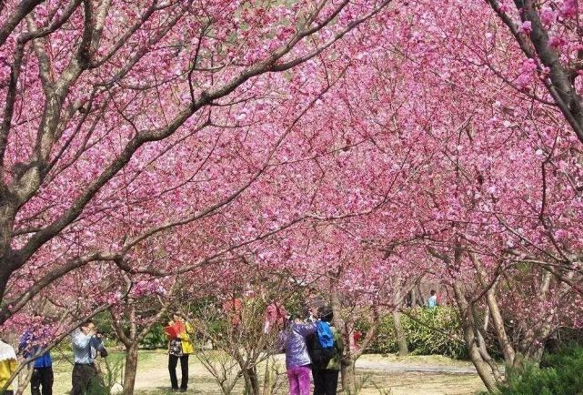 2021平谷桃花节6条春季赏花精品路线推荐[墙根网]