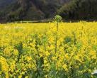 漫步房山长沟油菜花田