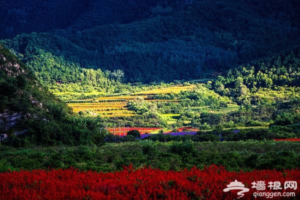 延庆万亩四季花海盛放，艳遇北京的小普罗旺斯[墙根网]