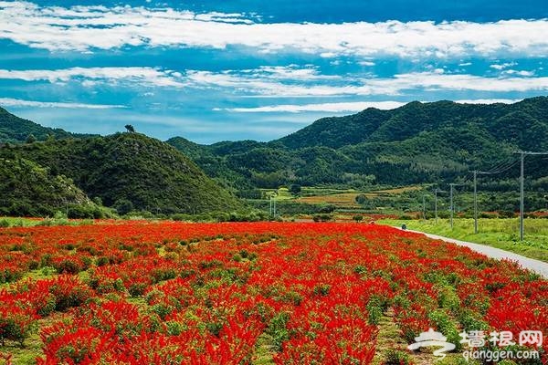 延庆万亩四季花海盛放，艳遇北京的小普罗旺斯[墙根网]