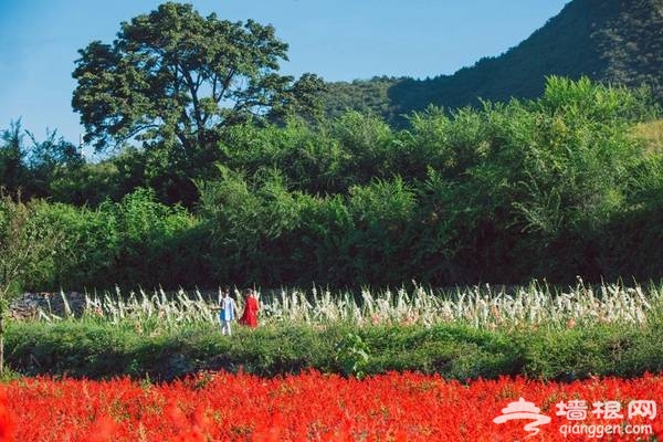 延庆万亩四季花海盛放，艳遇北京的小普罗旺斯[墙根网]