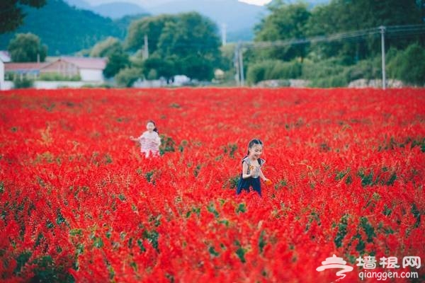 延庆万亩四季花海盛放，艳遇北京的小普罗旺斯[墙根网]