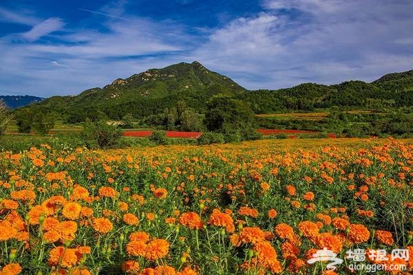 延庆万亩四季花海盛放，艳遇北京的小普罗旺斯[墙根网]