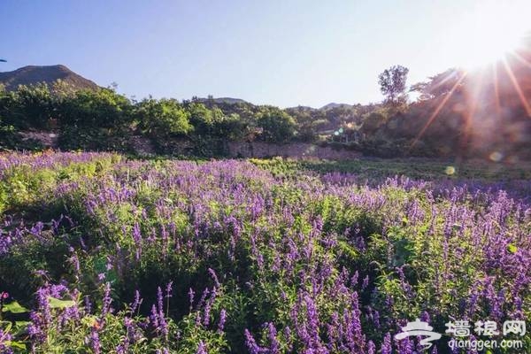 延庆万亩四季花海盛放，艳遇北京的小普罗旺斯[墙根网]