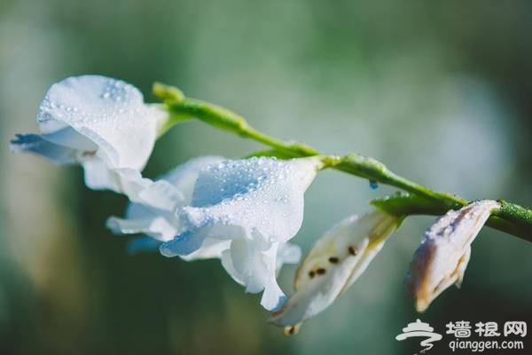 延庆万亩四季花海盛放，艳遇北京的小普罗旺斯[墙根网]