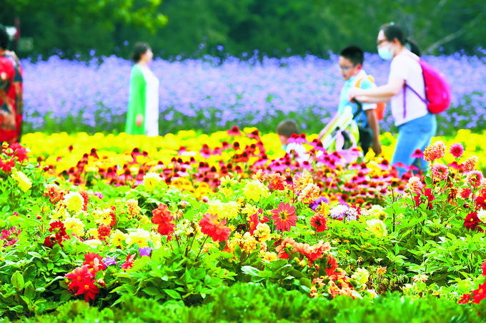 赏花观景！北京市第十二届菊花文化节开幕，40万株菊花亮相[墙根网]