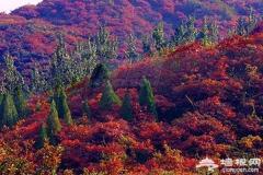 海淀赏红叶不止有香山 这7个景区秋景也美如油画