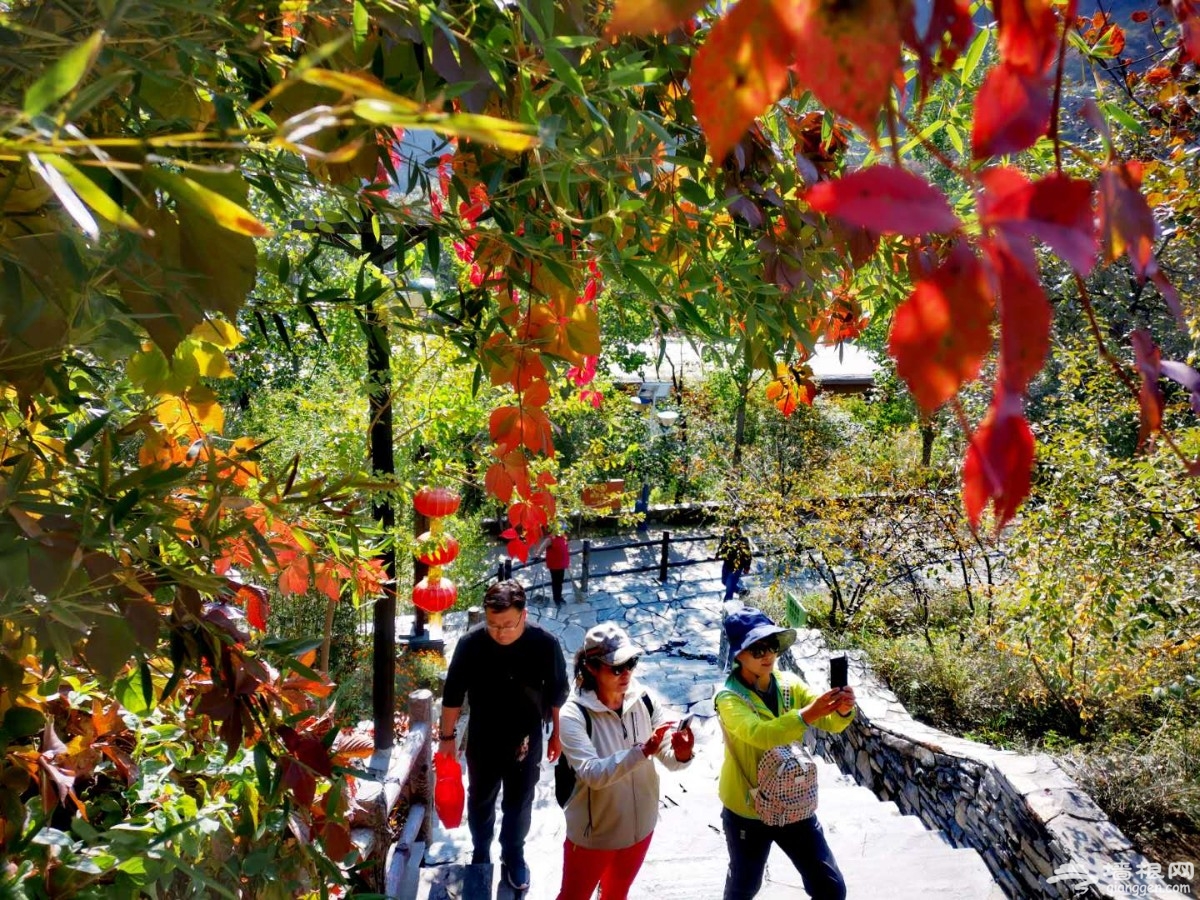 赏华北面积最大野生黄栌红叶，逛山货大集，房山坡峰岭等你来！[墙根网]