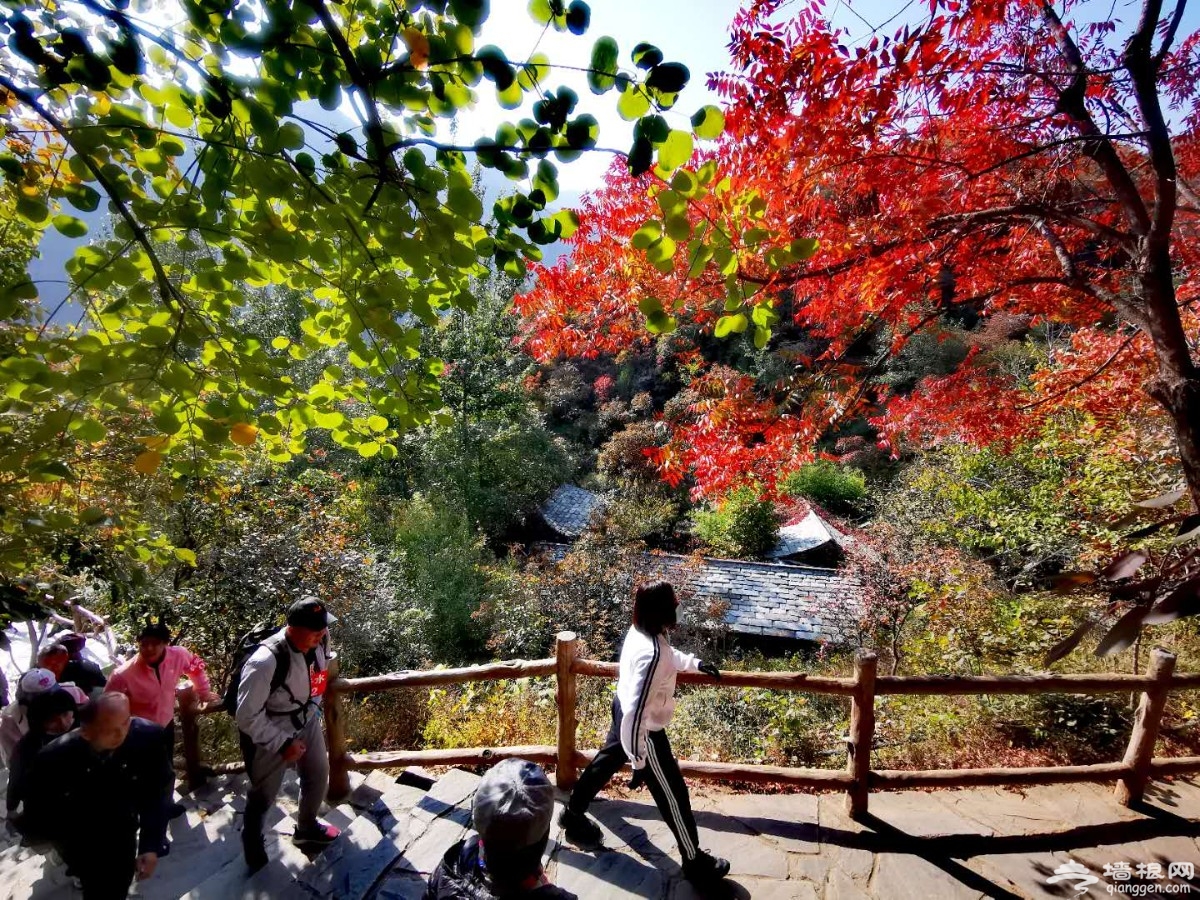 赏华北面积最大野生黄栌红叶，逛山货大集，房山坡峰岭等你来！[墙根网]