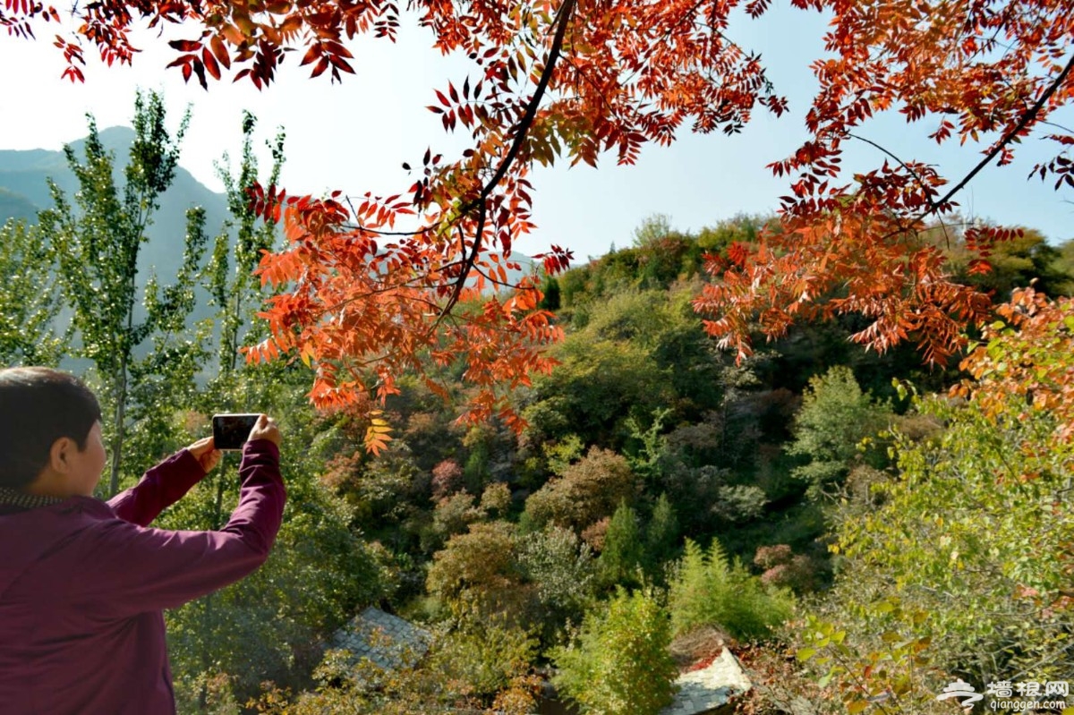 赏华北面积最大野生黄栌红叶，逛山货大集，房山坡峰岭等你来！[墙根网]