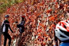 赏华北面积最大野生黄栌红叶，逛山货大集，房山坡峰岭等你来！