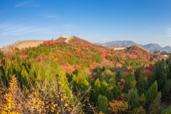 京郊赏红叶，漫山遍野一片红！