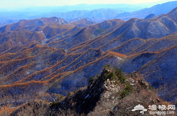 京郊北极的秋色 喇叭沟门桦树林唯美无边