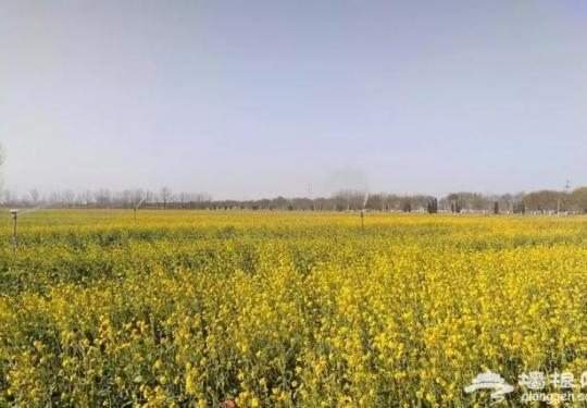 土哥探路日记｜大兴冬天竟然有油菜花